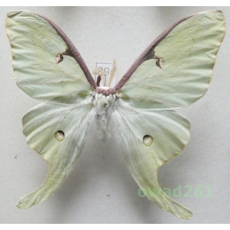 Actias luna (Linnaeus, 1758) male ex. ovo Canada 90mm89d